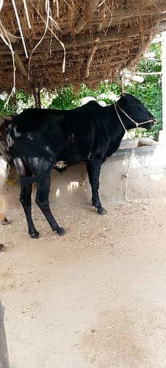 2 daant Bull for sale  Contact:03125173572