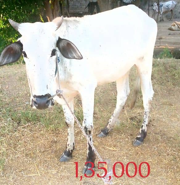 Cows for sale in Attock contact fast for buy 03125173572 2
