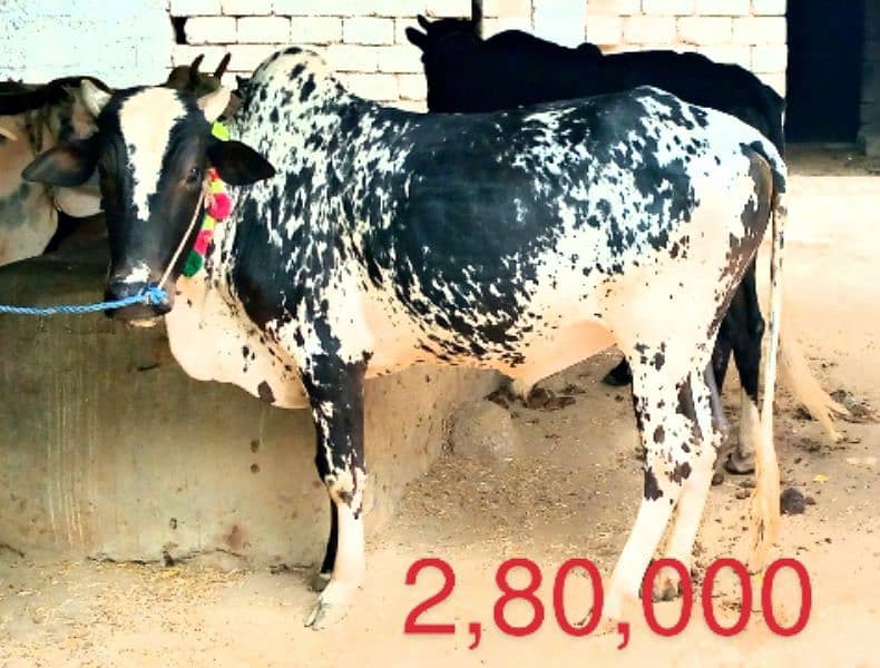 Cows for sale in Attock contact fast for buy 03125173572 4