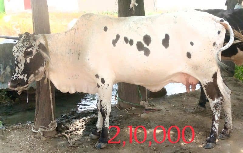 Cows for sale in Attock contact fast for buy 03125173572 5