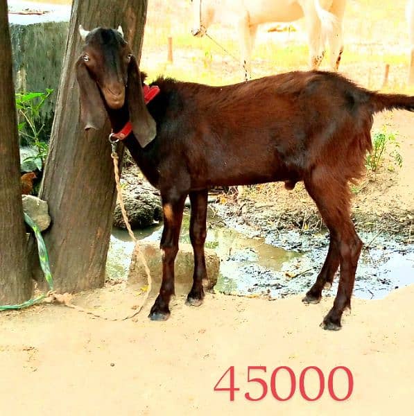 Cows for sale in Attock contact fast for buy 03125173572 6