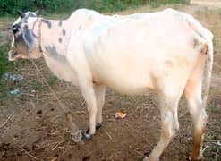Cows for sale in Attock contact fast for buy 03125173572 0