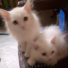 Persian Kitten Pair For Sale.
