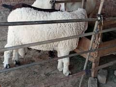 Heavy weight chatra for sale. age 2 dant. live weight taqreeban 100 kg.