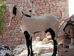 Bakra for sale Qurbani 24 male goat