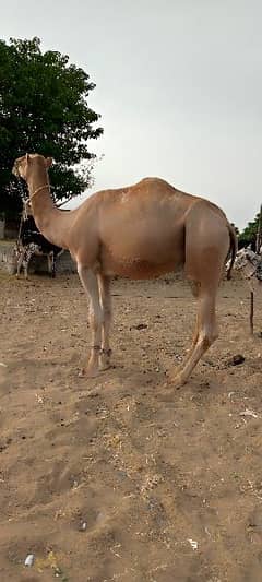 Camels/bulls/cows for sale Contact 0312-5173572