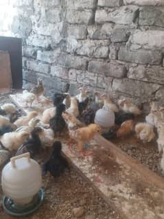 Golden misri chicks for sale 03005513350