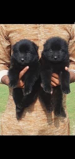 black German Shepherd puppy full long Cort