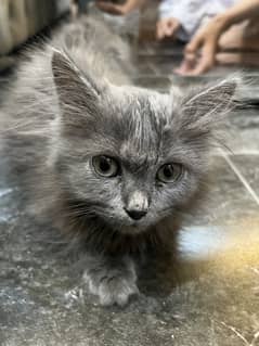 Grey Cat | Furry
