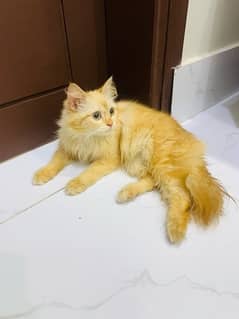 Persian Cat 5 Months