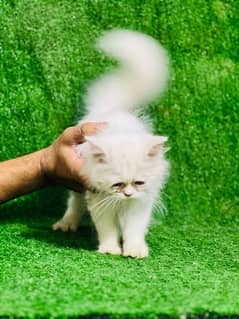 Persian punch face female kitten for sale