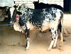 Heavy bull for sale 03125173572 0