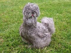 coco silkie rooster