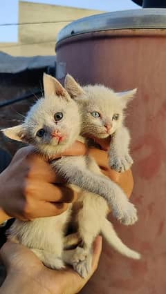 Persian cats 03030937752