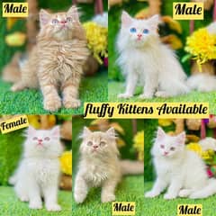 Persian Kitten And Cat Available