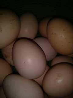 Desi Eggs 500Rs