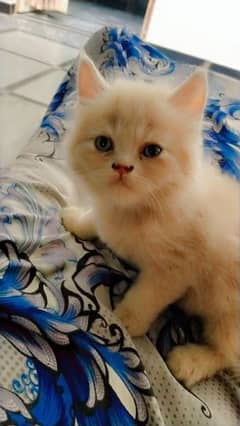 Persian cat kittens Double coat 2 Months old