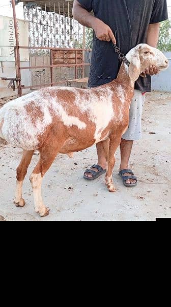 Turkey Dumba for Sale (khassi Sheep) 0