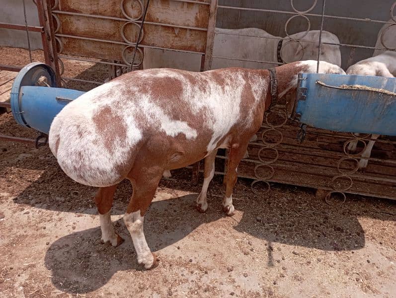 Turkey Dumba for Sale (khassi Sheep) 5