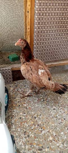 aseel shajra cross miawali madi,murgi full active egg layer hen. . . .