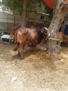 Red/ White / Cow / Qurbani 2024 / Bull / Qurbani Cow / Qurbani Bull /