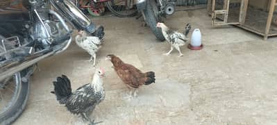 Hens 4 month + age Full active 8 murghiya Hy 3 murghe hy