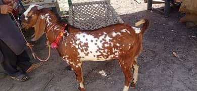 Bakra for sale.