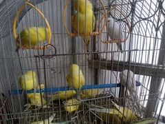 budgie red eyes contact only wahatsapp 03242016936