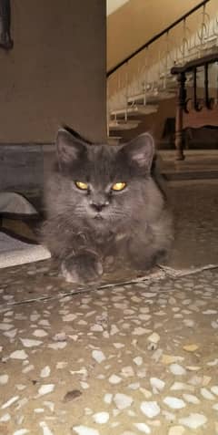 Persian  Grey Cats