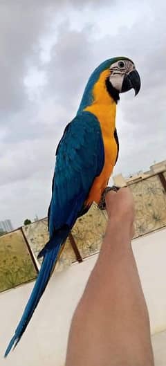 Blue gold macaw/ 03156376925