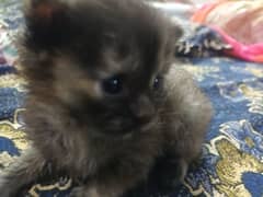 cute little female persian kitten