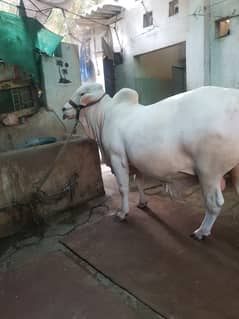 Gulabi Nukra / Cow / Bull / Qurbani 2024 / Cow Qurbani / Bull Qurbani