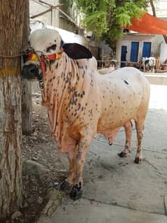 Kapla Gulabi / Cow / Qurbani 2024 / Bull / Qurbani Cow / Qurbani bull