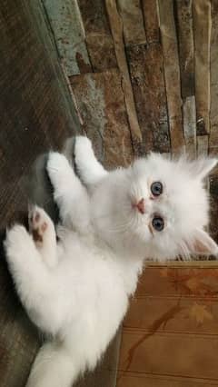 Kitten for sale cat Gender not confirmed triple coat white colour