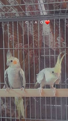 COCKTIEL PARROT PAIR OF MALE AND FEMALE FOR SALE IN FSD