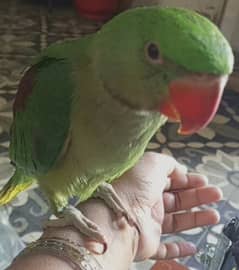 raw parrot hand tame