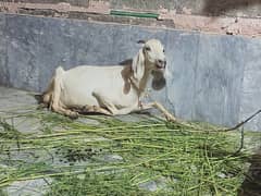 female patthi goat