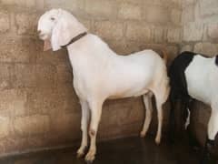 Male goat for sale