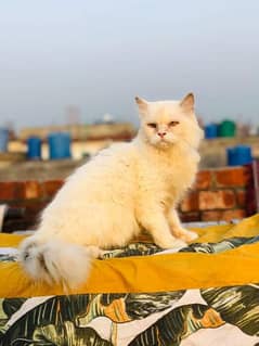 pure siberian cat for sale . .  very rare breed . , cash on delivery