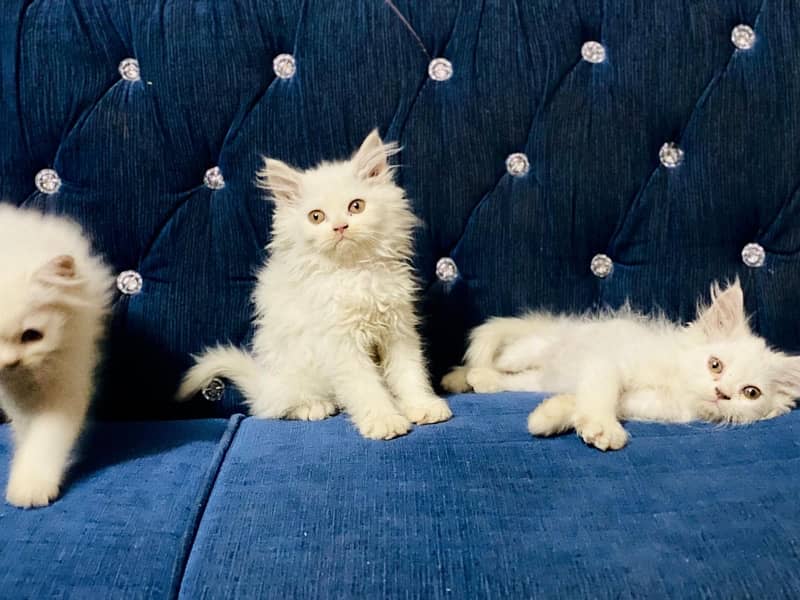 Persian kitten triple coated 11,500 Persian cat Male 19,000 Rwp 2