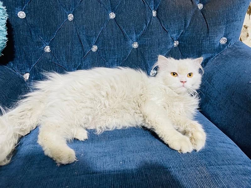 Persian kitten triple coated 11,500 Persian cat Male 19,000 Rwp 4