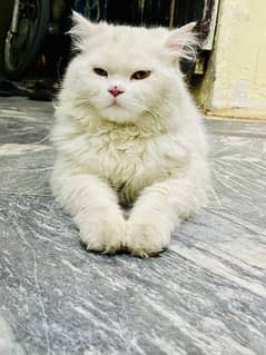 Persian kitten triple coated 11,500 Persian cat Male 19,000 Rwp 0
