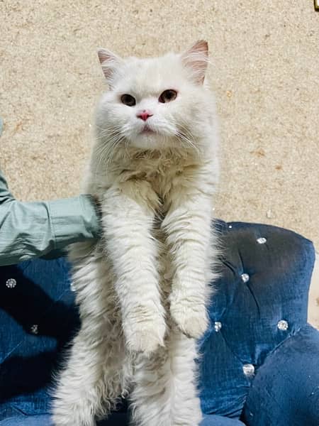Persian kitten triple coated 11,500 Persian cat Male 19,000 Rwp 1