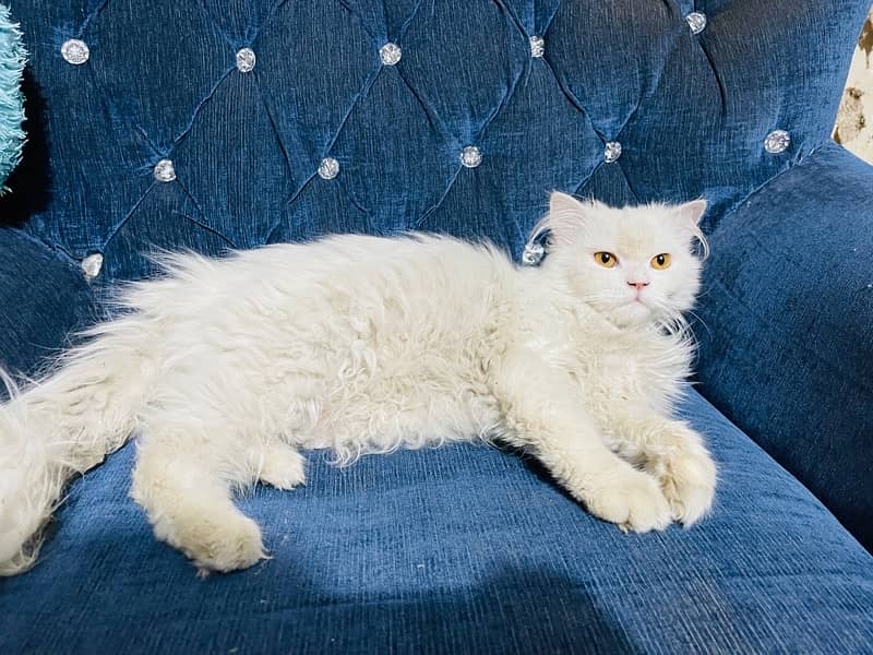 Persian kitten triple coated 11,500 Persian cat Male 19,000 Rwp 2