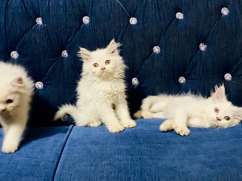 Persian kitten triple coated 11,500 Persian cat Male 19,000 Rwp 4