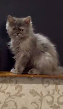 Persian Cat age 4 month