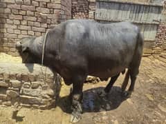 Katta (Male Buffalo) Qurabani k liey For sale