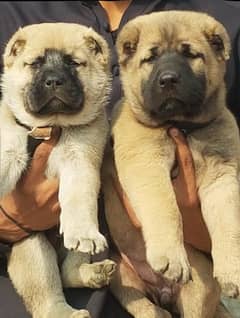 Turkish kangal dog's age 2 month full security dog's for sale cargoav.