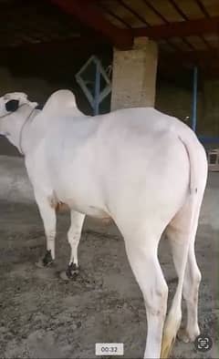 Best Qurbani Bulls | Cow | wacha | Janwar | wehra | Desi cow