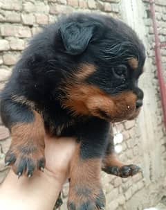 Rottweiler puppies((03130512090))